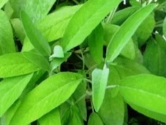 Rezept: Ital. Kräuter-Lasagnette mit Soffritto und AURICCHIO Bild Nr. 4 Ital. Kräuter-Lasagnette mit Soffritto und AURICCHIO - Rezept - Bild Nr. 4