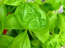 Rezept: Ital. Kräuter-Lasagnette mit Soffritto und AURICCHIO Bild Nr. 5 Ital. Kräuter-Lasagnette mit Soffritto und AURICCHIO - Rezept - Bild Nr. 5