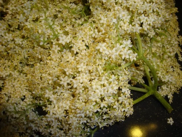 Rezept: Holunderblüten-Dinkel-Brot Bild Nr. 2 Holunderblüten-Dinkel-Brot - Rezept - Bild Nr. 2