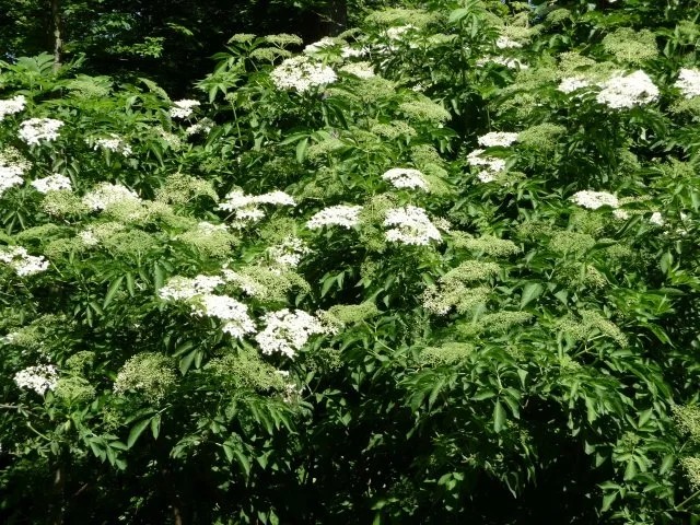 Rezept: Holunderblüten-Gelee Bild Nr. 2 Holunderblüten-Gelee - Rezept - Bild Nr. 2