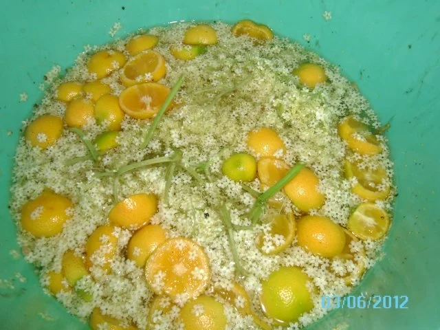 Hollersaft (selbst angesetzt) - Rezept - Bild Nr. 3