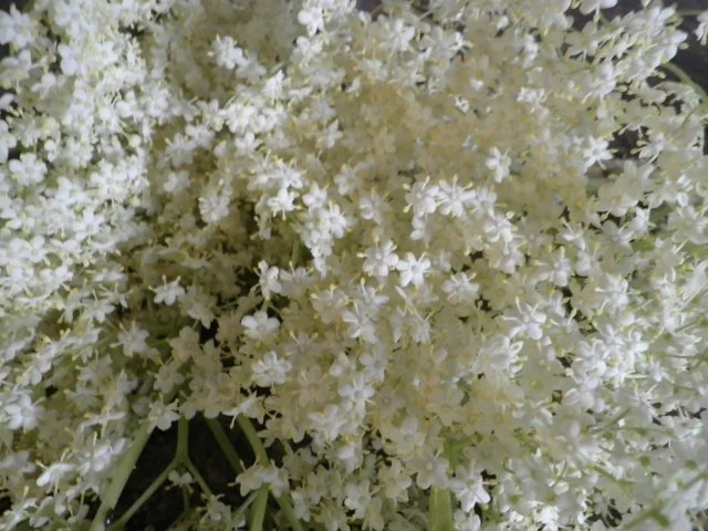 Holunderblüten - Gelee - Rezept - Bild Nr. 2