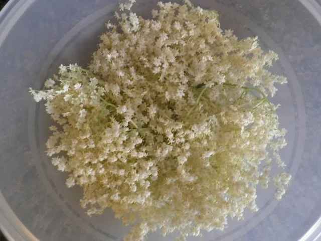 Holunderblüten - Gelee - Rezept - Bild Nr. 6