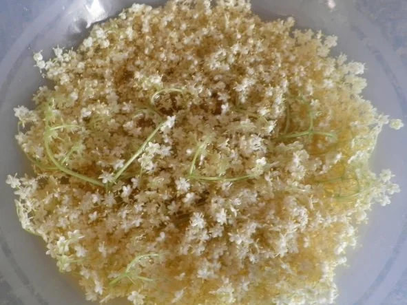 Holunderblüten - Gelee - Rezept - Bild Nr. 7