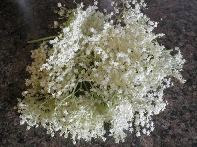 Holunderblüten - Gelee - Rezept - Bild Nr. 3