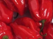 Habanero Dip - Rezept - Bild Nr. 10