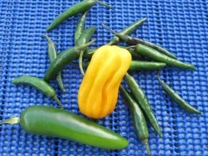 Habanero Dip - Rezept - Bild Nr. 11