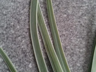 Quarkcreme zu z.b. Grillfleisch - Rezept - Bild Nr. 10