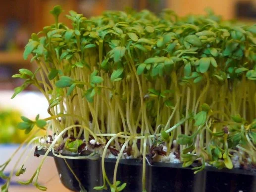 Geflügel-Käse-Salat - Rezept - Bild Nr. 7