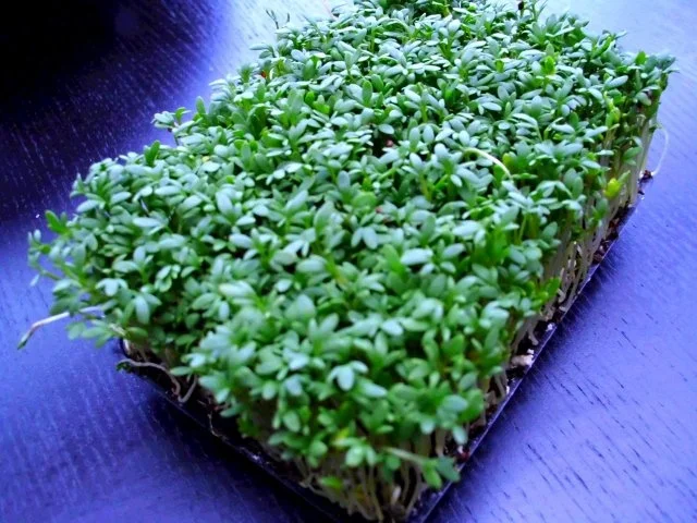 Kresse-Knöpfle - Rezept - Bild Nr. 2