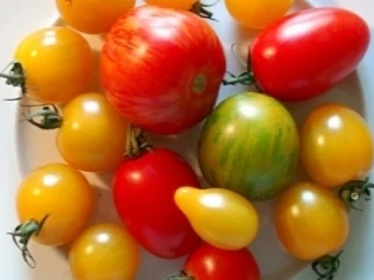 Rezept: Wildtomatensalat ein bisschen süss und Spicy Bild Nr. 15 Wildtomatensalat ein bisschen süss und Spicy - Rezept - Bild Nr. 15