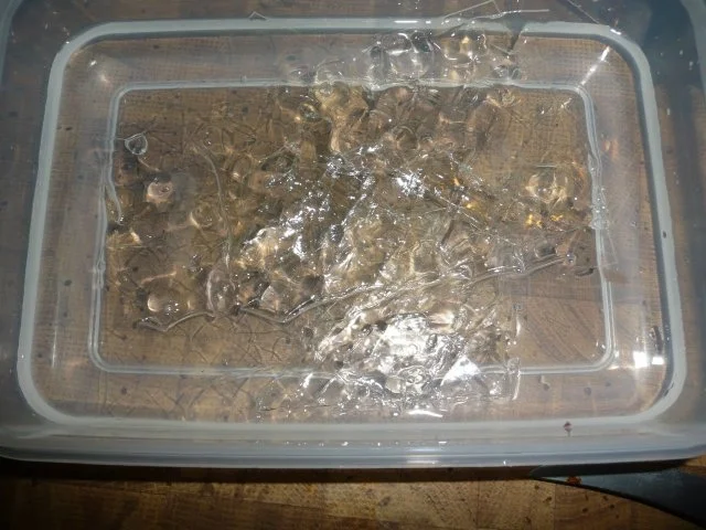 Johannisbeere - Mousse - Rezept - Bild Nr. 2