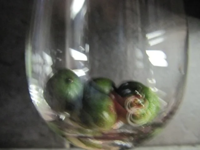 Mascarponecreme unter Mini Kiwi - Rezept - Bild Nr. 12