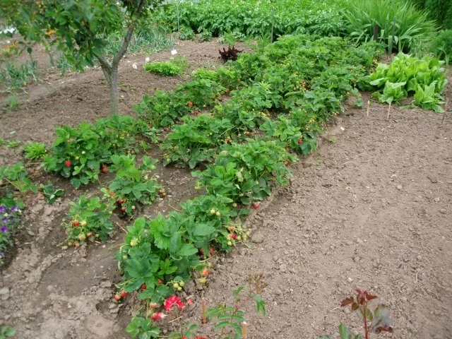 Erdbeerkonfitüre - Rezept - Bild Nr. 2