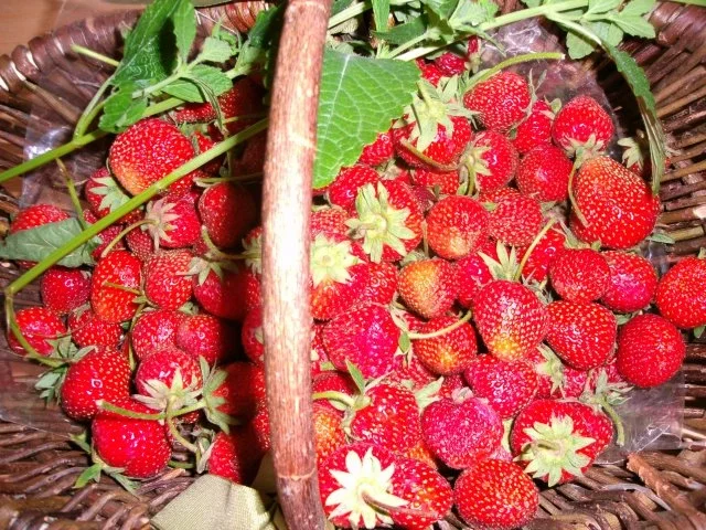 Erdbeerkonfitüre - Rezept - Bild Nr. 3