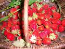 Erdbeerkonfitüre - Rezept