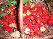 Erdbeerkonfitüre - Rezept