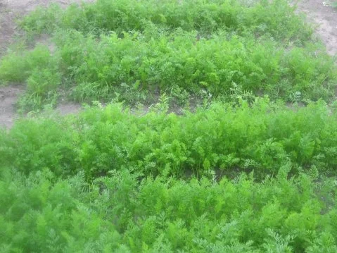 Stroganoff von der Pute - Rezept - Bild Nr. 2