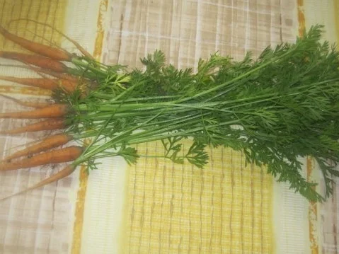 Stroganoff von der Pute - Rezept - Bild Nr. 3