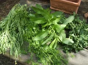 Gewürzmischungen: Kräuter trocknen - Rezept