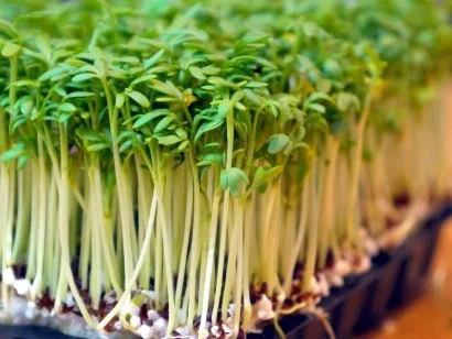 Rezept: Blätterteigtarte mit Aprikosen, Tomaten und Ziegenkäse Bild Nr. 4 Blätterteigtarte mit Aprikosen, Tomaten und Ziegenkäse - Rezept - Bild Nr. 4