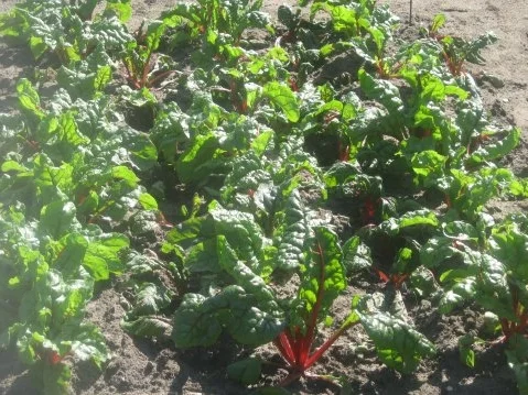 Rezept: Junges rotes Mangoldgemüse, leicht verschärft Bild Nr. 2 Junges rotes Mangoldgemüse, leicht verschärft - Rezept - Bild Nr. 2