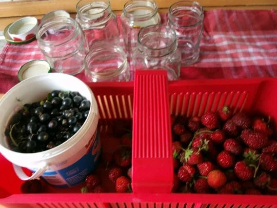 Konfitüre=Schwarze Johannisbeere + Erdbeeren - Rezept - Bild Nr. 2