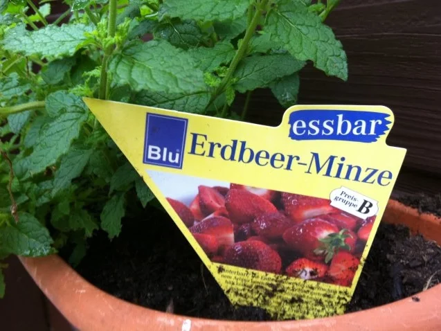 Erdbeeren mit Erdbeerminze-Vanille- Soße - Rezept - Bild Nr. 3