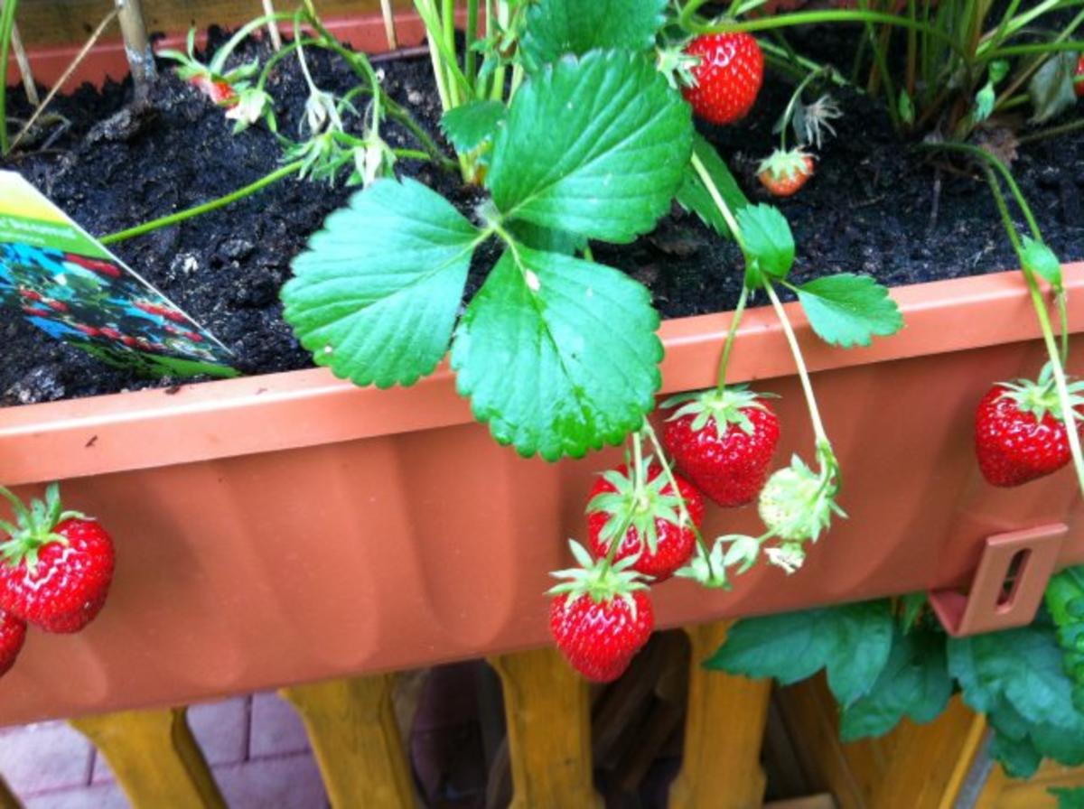 Erdbeeren mit Erdbeerminze-Vanille- Soße - Rezept - Bild Nr. 5