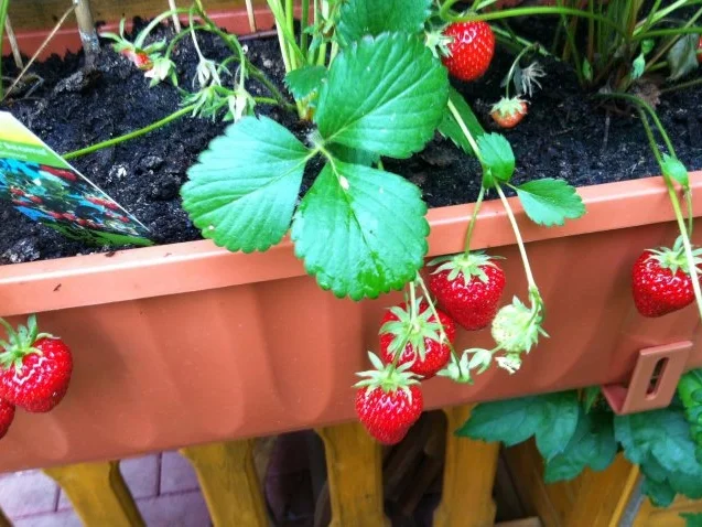 Erdbeeren mit Erdbeerminze-Vanille- Soße - Rezept - Bild Nr. 5