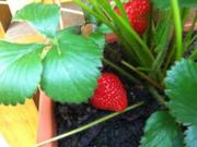 Erdbeeren mit Erdbeerminze-Vanille- Soße - Rezept