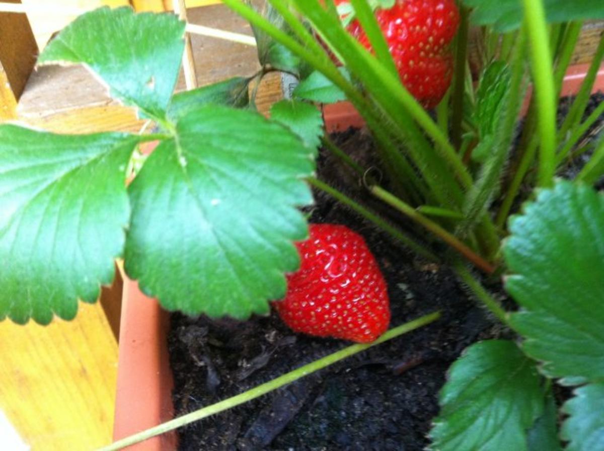 Erdbeeren mit Erdbeerminze-Vanille- Soße - Rezept By Sascha-kocht