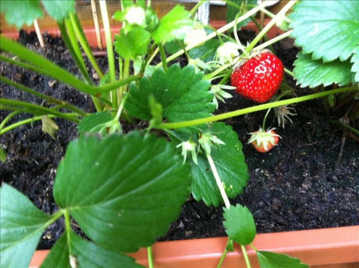 Erdbeeren mit Erdbeerminze-Vanille- Soße - Rezept - Bild Nr. 6