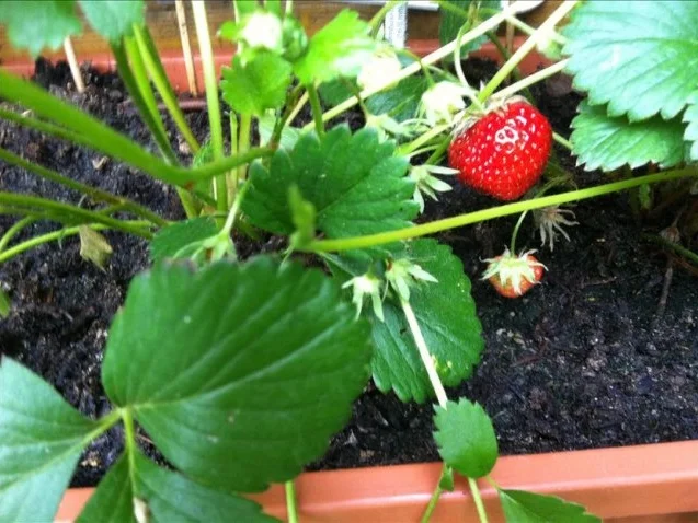 Erdbeeren mit Erdbeerminze-Vanille- Soße - Rezept - Bild Nr. 6