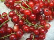 Rezept: Vorrat: Rote Johannisbeeren - Verwertung Vorrat: Rote Johannisbeeren - Verwertung - Rezept