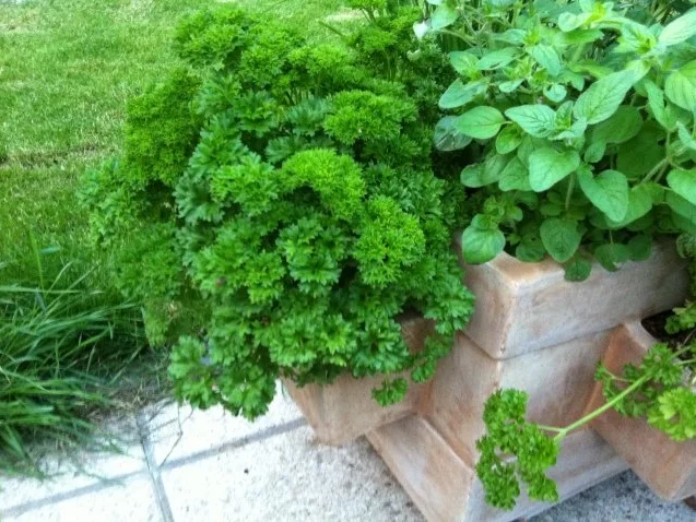 Petersilien Pesto - Rezept