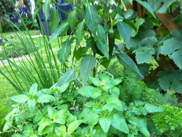 Petersilien Pesto - Rezept - Bild Nr. 3