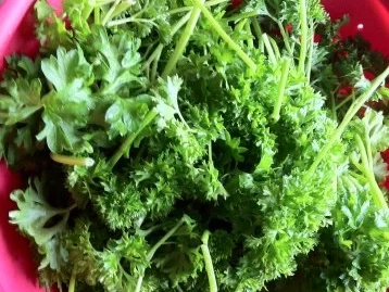 Petersilien Pesto - Rezept - Bild Nr. 8