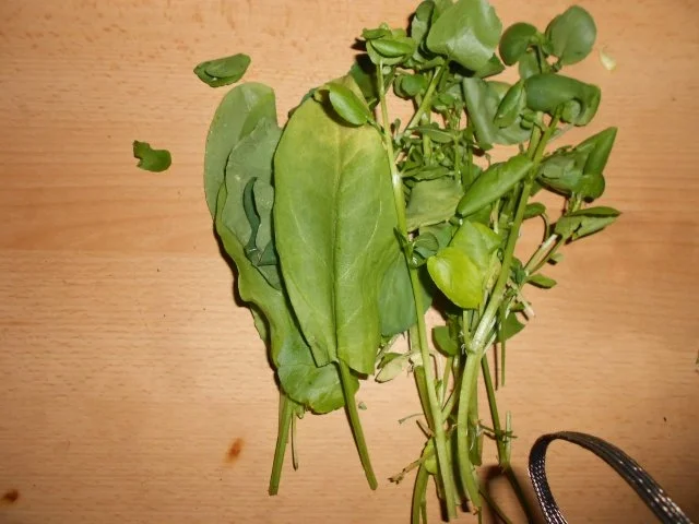 Rezept: Mariniertes Rindersteak an Pfeffer-Wildkräutersauce Bild Nr. 5 Mariniertes Rindersteak an Pfeffer-Wildkräutersauce - Rezept - Bild Nr. 5