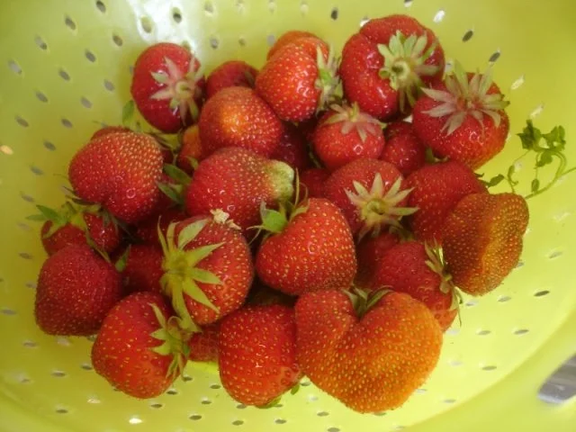 Erdbeerjogurt - Rezept - Bild Nr. 2