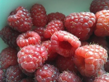 Mascarponecreme mit frischen Beeren - Rezept - Bild Nr. 13