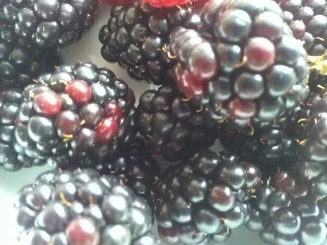 Mascarponecreme mit frischen Beeren - Rezept - Bild Nr. 16