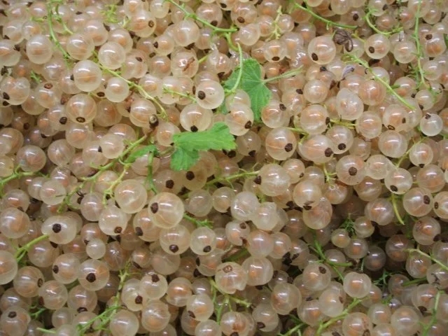 Getränke: "Dunkles Kinder-Weizen" - Rezept - Bild Nr. 2