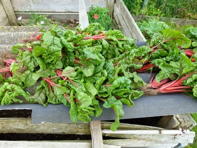 Grundrezept Mangold einfrieren - Rezept