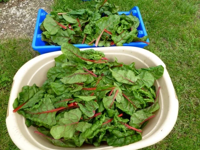 Grundrezept Mangold einfrieren - Rezept - Bild Nr. 2