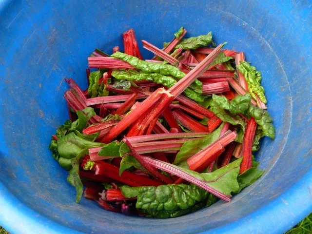 Grundrezept Mangold einfrieren - Rezept - Bild Nr. 3