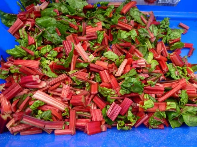 Grundrezept Mangold einfrieren - Rezept - Bild Nr. 6