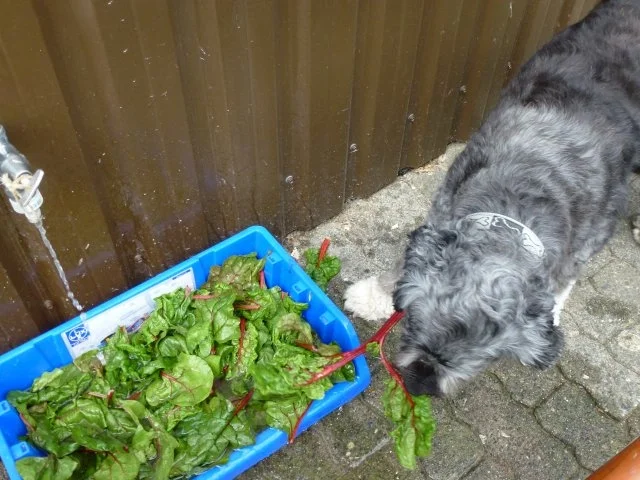 Grundrezept Mangold einfrieren - Rezept - Bild Nr. 13