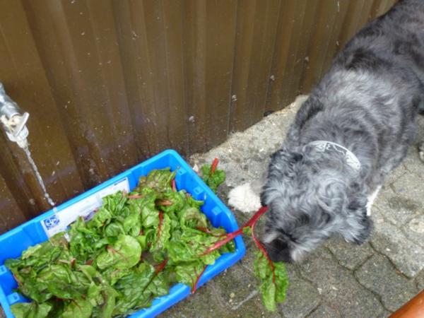 Grundrezept Mangold einfrieren - schnell & einfach - von Test00 Grundrezept Mangold einfrieren - schnell & einfach - von Test00