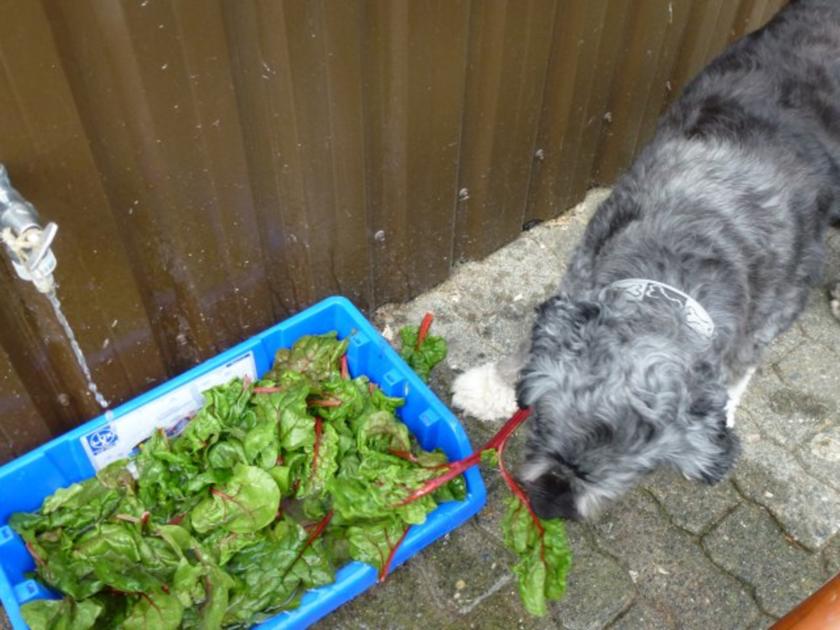 Grundrezept Mangold einfrieren - schnell & einfach - von Test00 Grundrezept Mangold einfrieren - schnell & einfach - von Test00